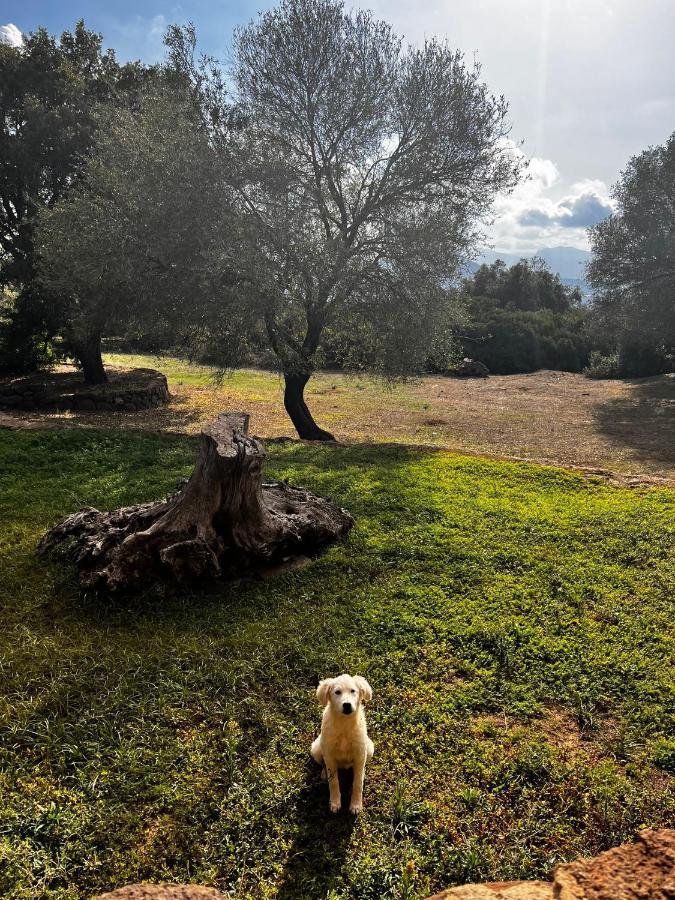 Agriturismo Conca' E Janas Dorgali Eksteriør billede